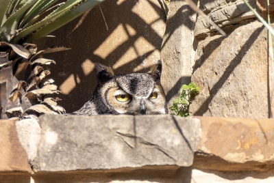 Athena Great Horned Owl 2024